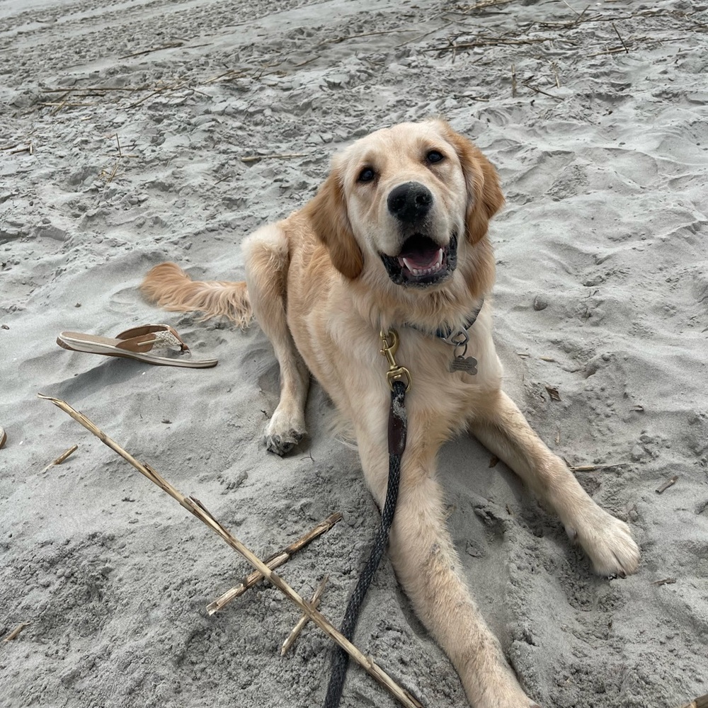 Meet your Posher, Maddie